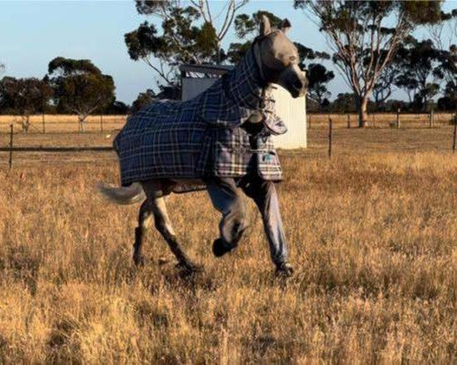 Horse trotting in a field wearing protective rug and front Canterpants to stop him from stomping a t the flies and damaging his hooves