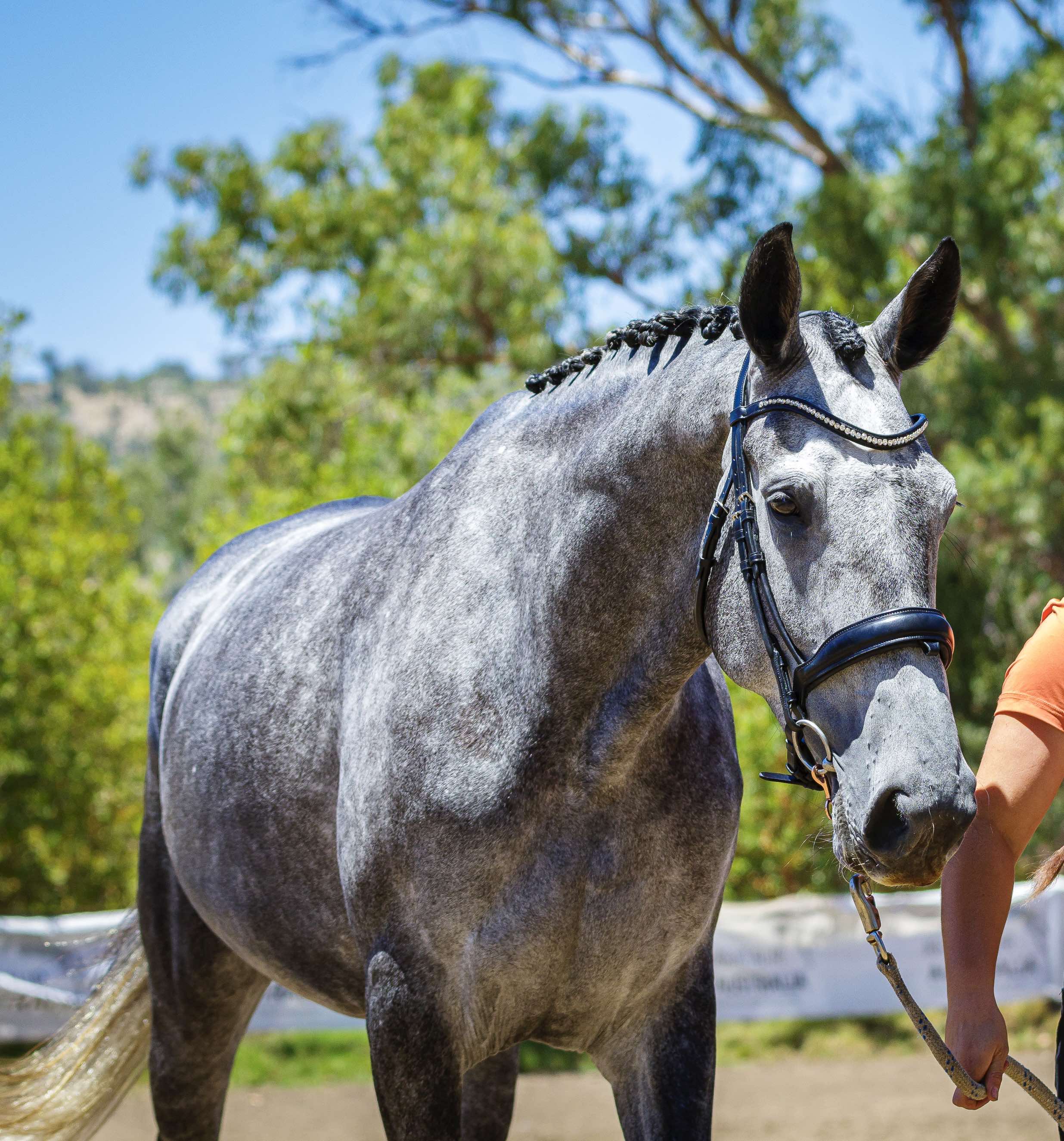 Grey warmblood mare Luna