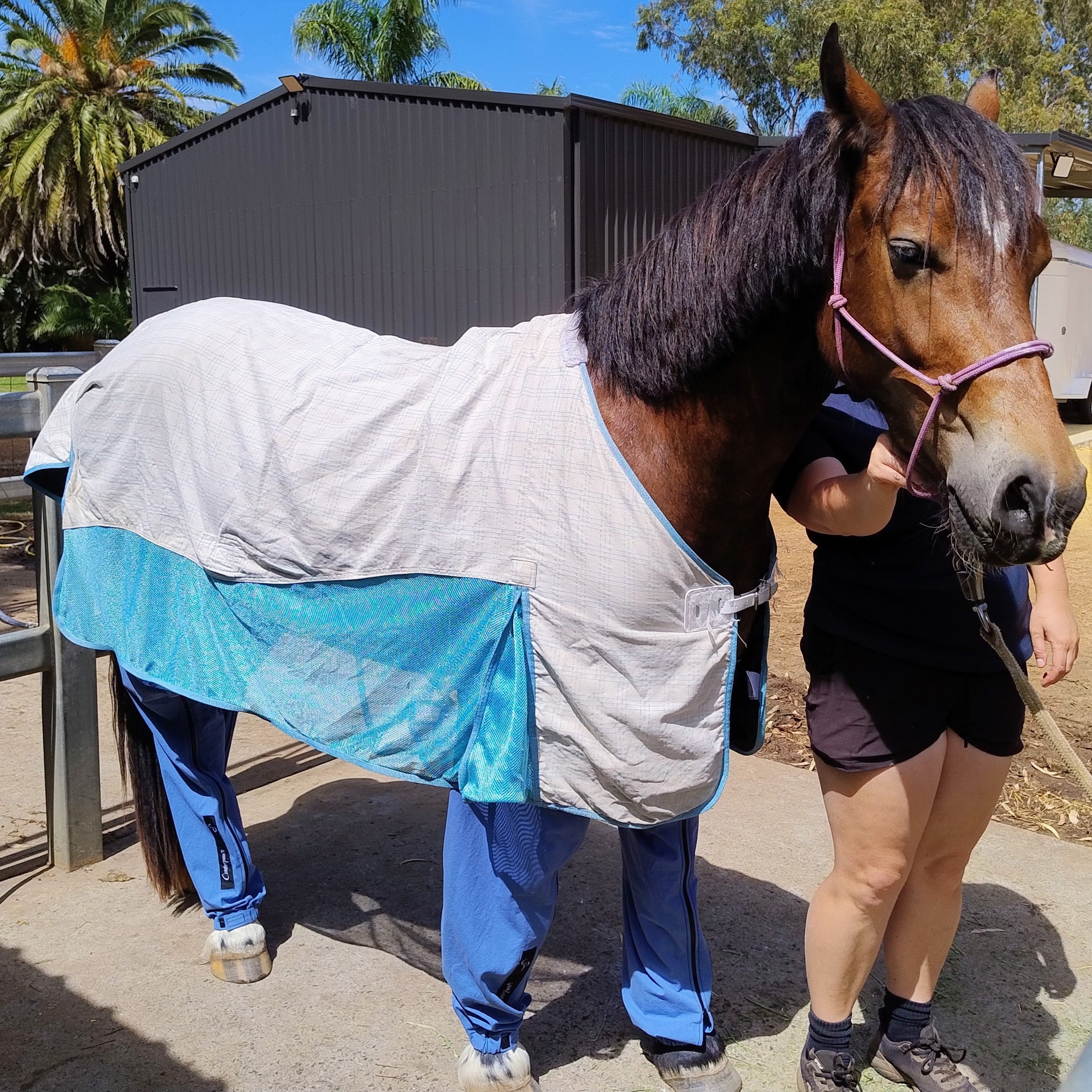 Horse wearing a rug and blue pants standing next to owner