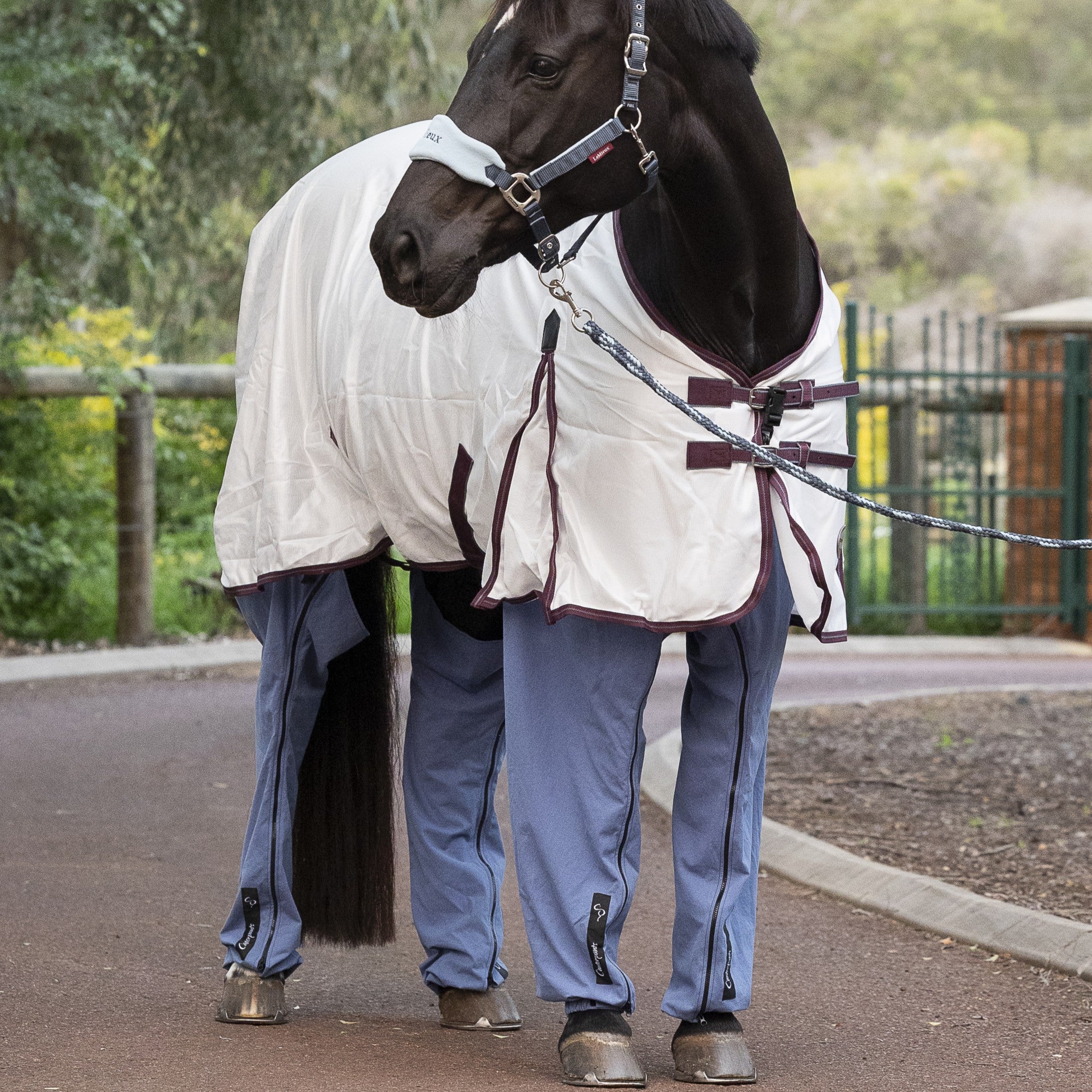Four Leg Horse Pants Set II