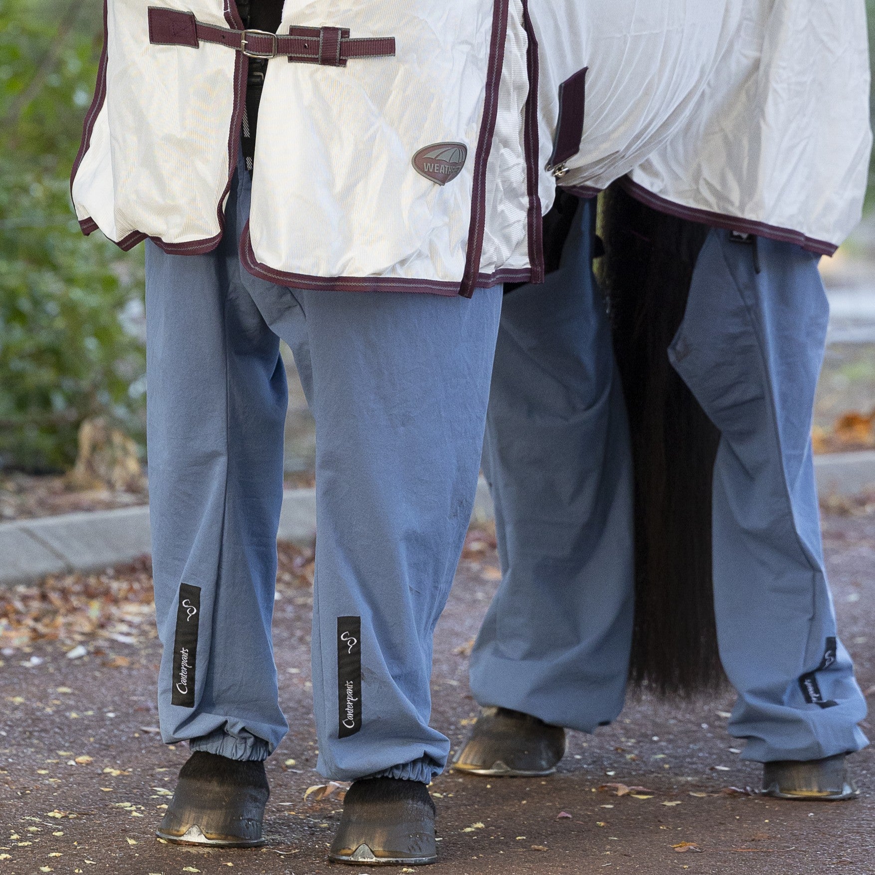 Close-up of a horse standing on a driveway wearing a white rug and ocean coloured full length leggings (Canterpants)