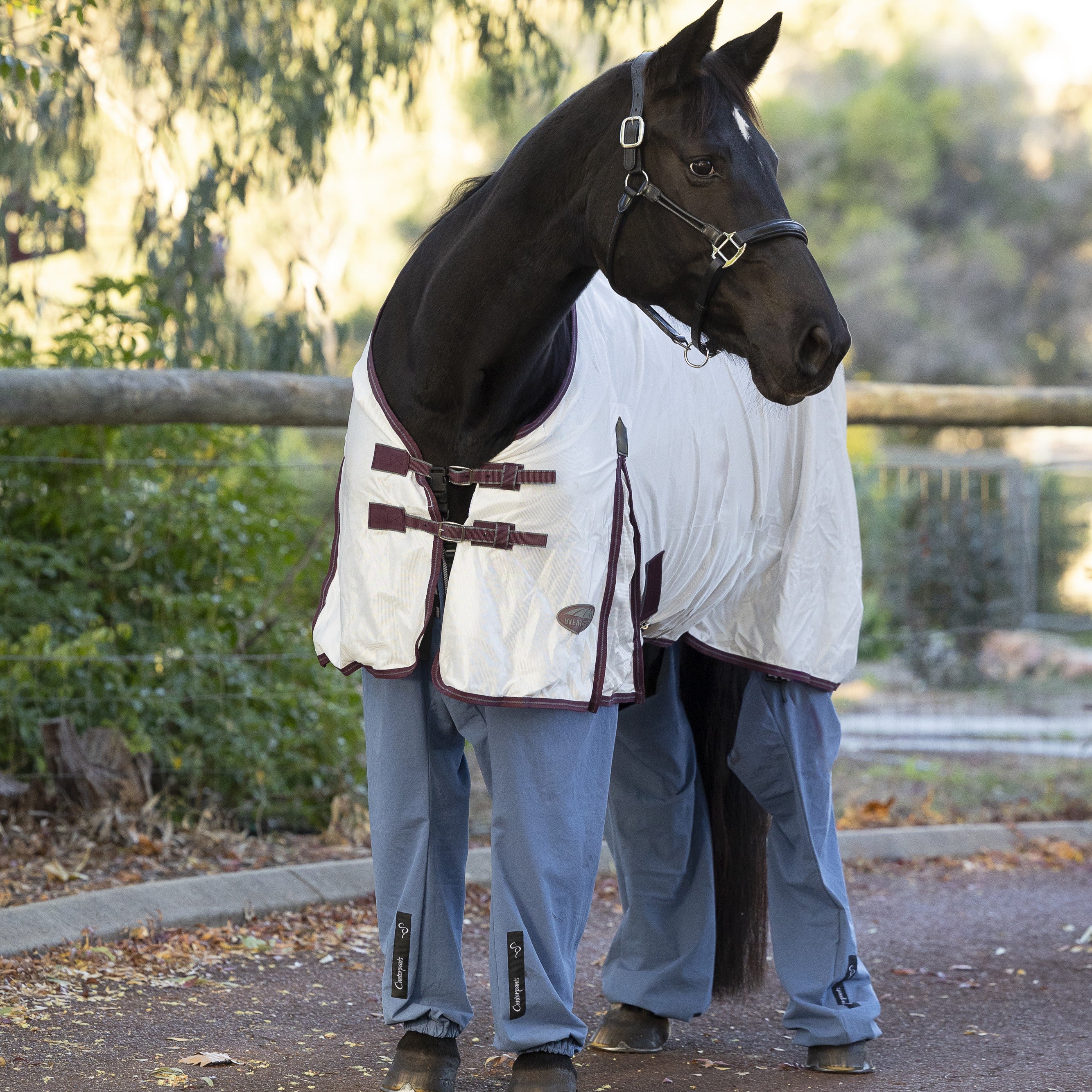 Black horse standing on a driveway wearing a white rug and ocean coloured full length leggings (Canterpants) with a fence and trees in the background