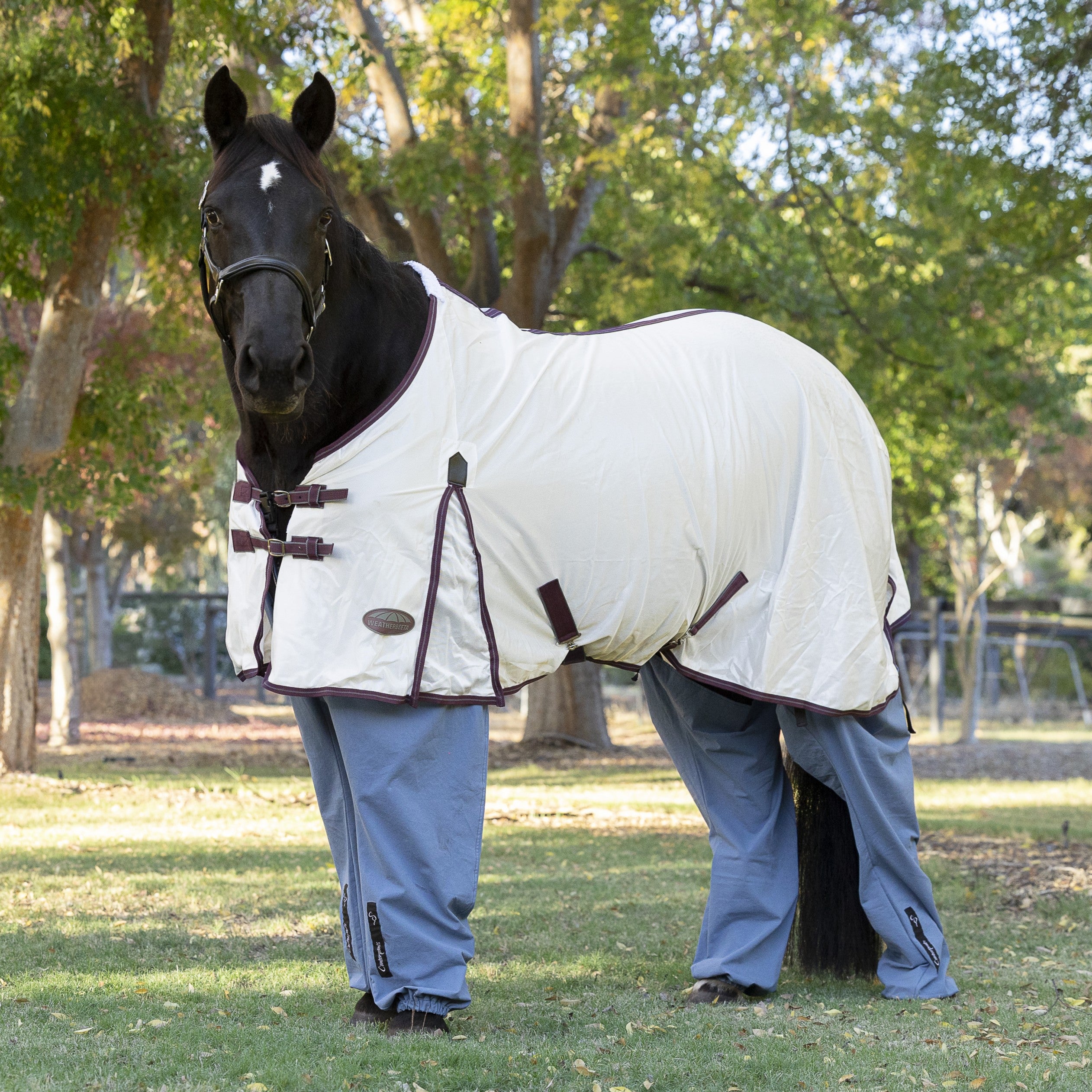Black horse standing on the lawn wearing a white rug and ocean coloured Canterpants with trees in the background