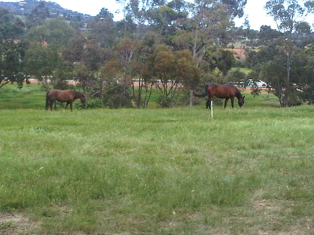 Horses grazing in paddock