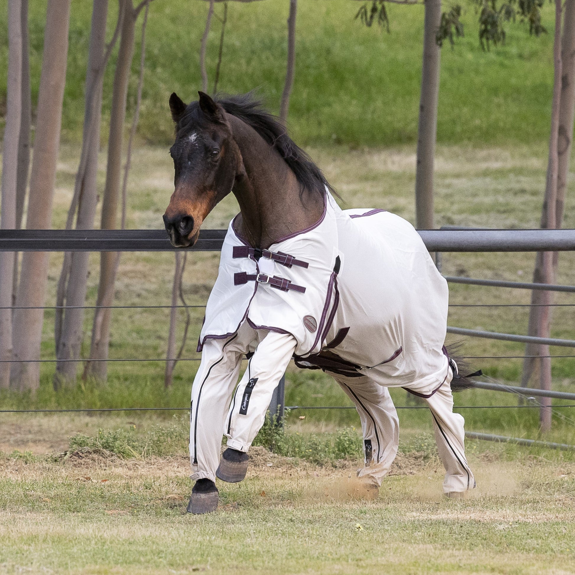 Bay horse (Reena) cantering in the paddock, wearing beach coloured Canterpants leg protection