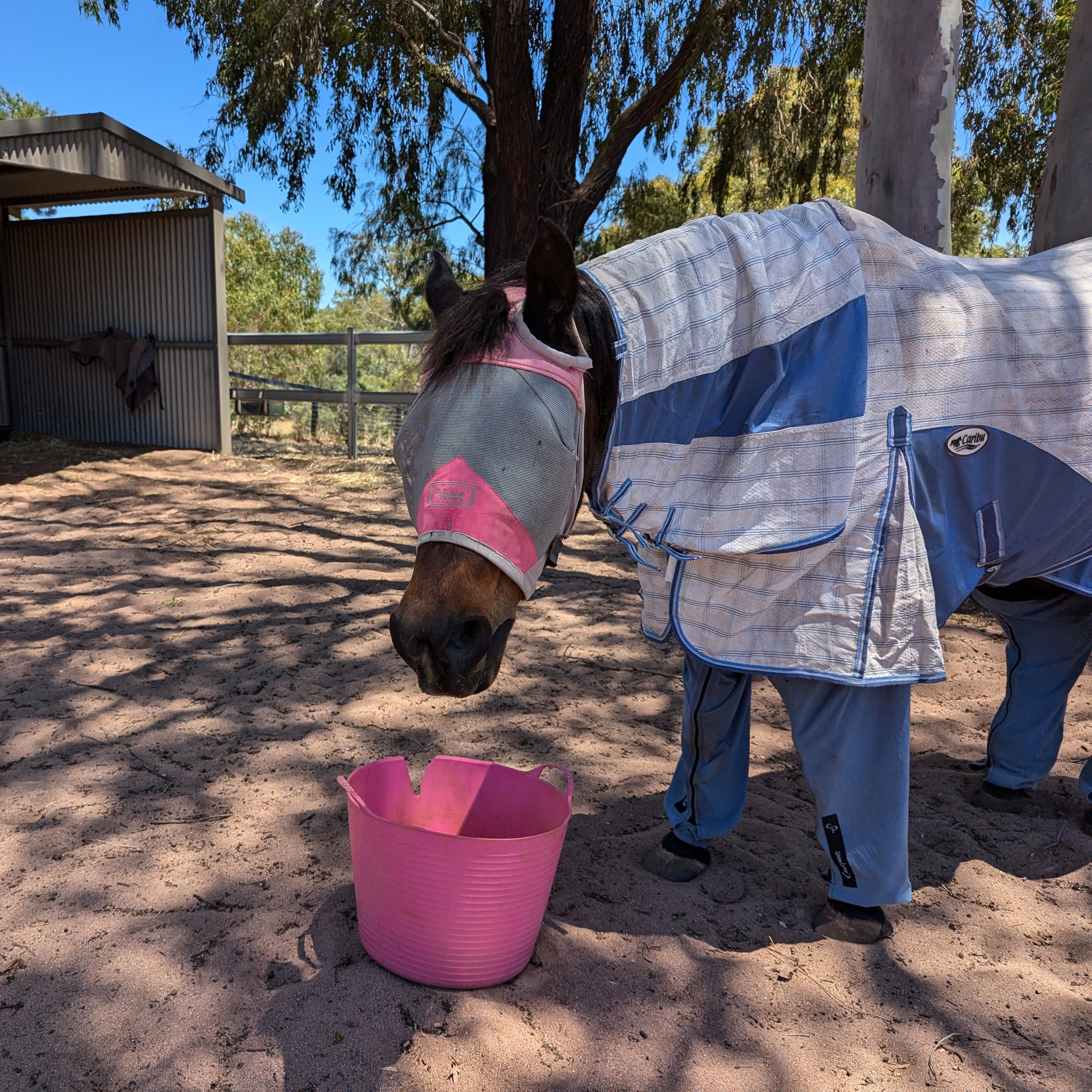 Horse in a yard with shady trees, eating from a pink bucket, wearing a pink fly mask with blue and white fly rug and blue Canterpants leg coverings