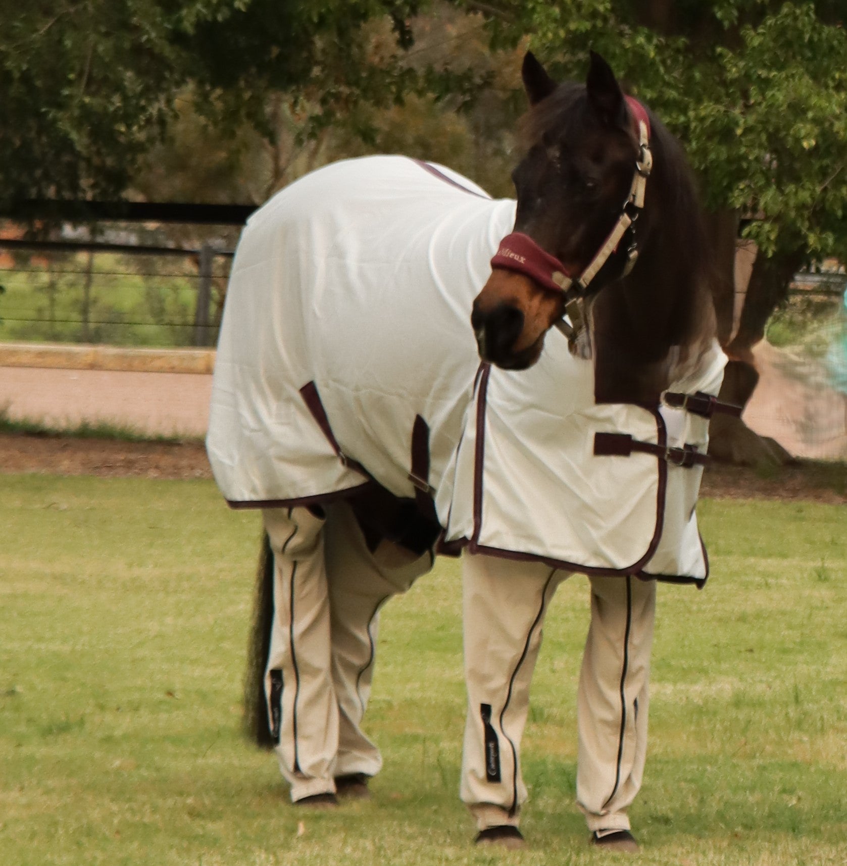 Bay horse on lawn wearing white rug and Beach Canterpants