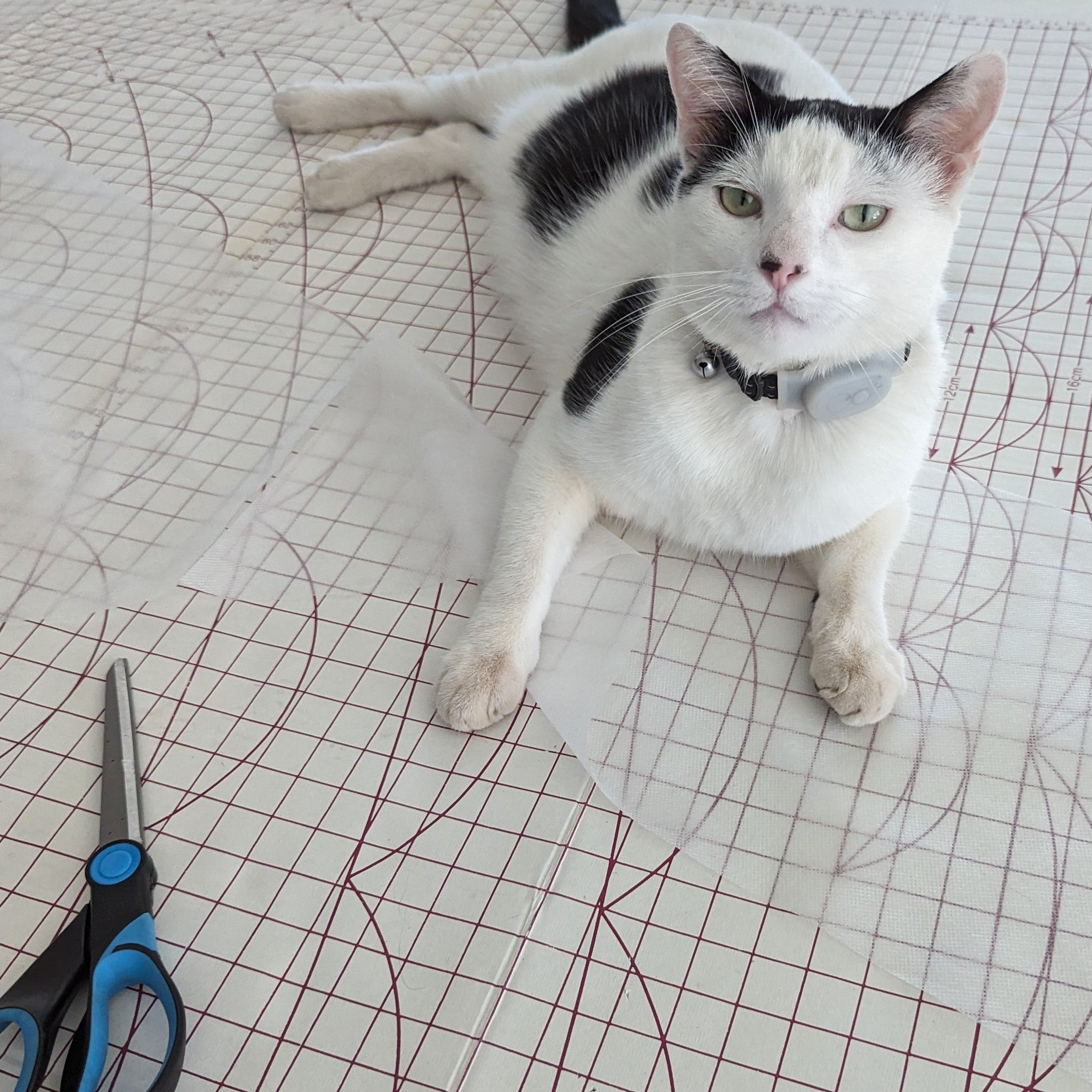 Smudge the cat, canterpants mascot