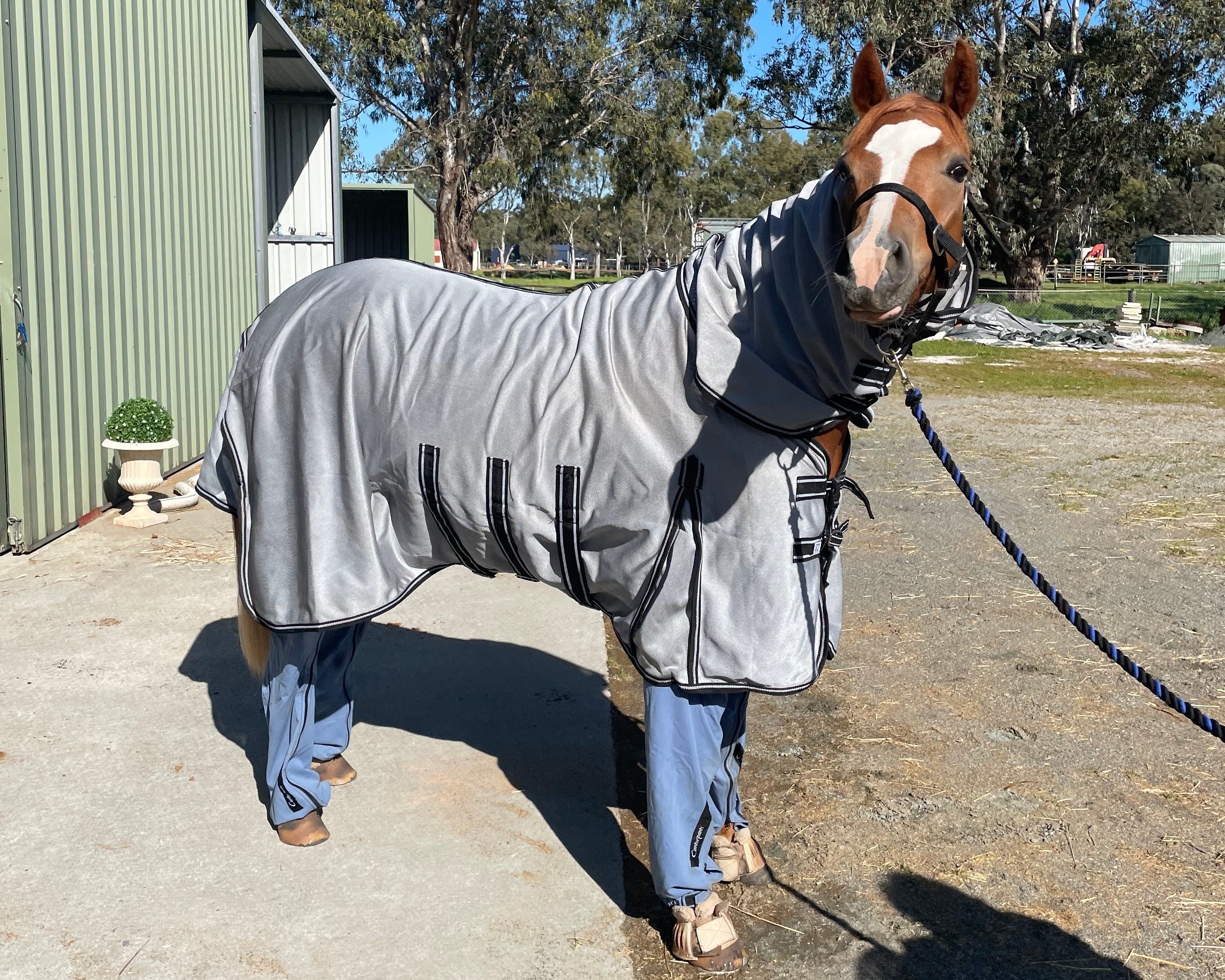 Horse wearing a gray blanket and blue pants on a concrete surface with trees in the background