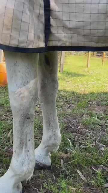 Load video: Video of a grey horse with flies on his legs stamping followed by a calm horse walking with Canterpants protecting his legs