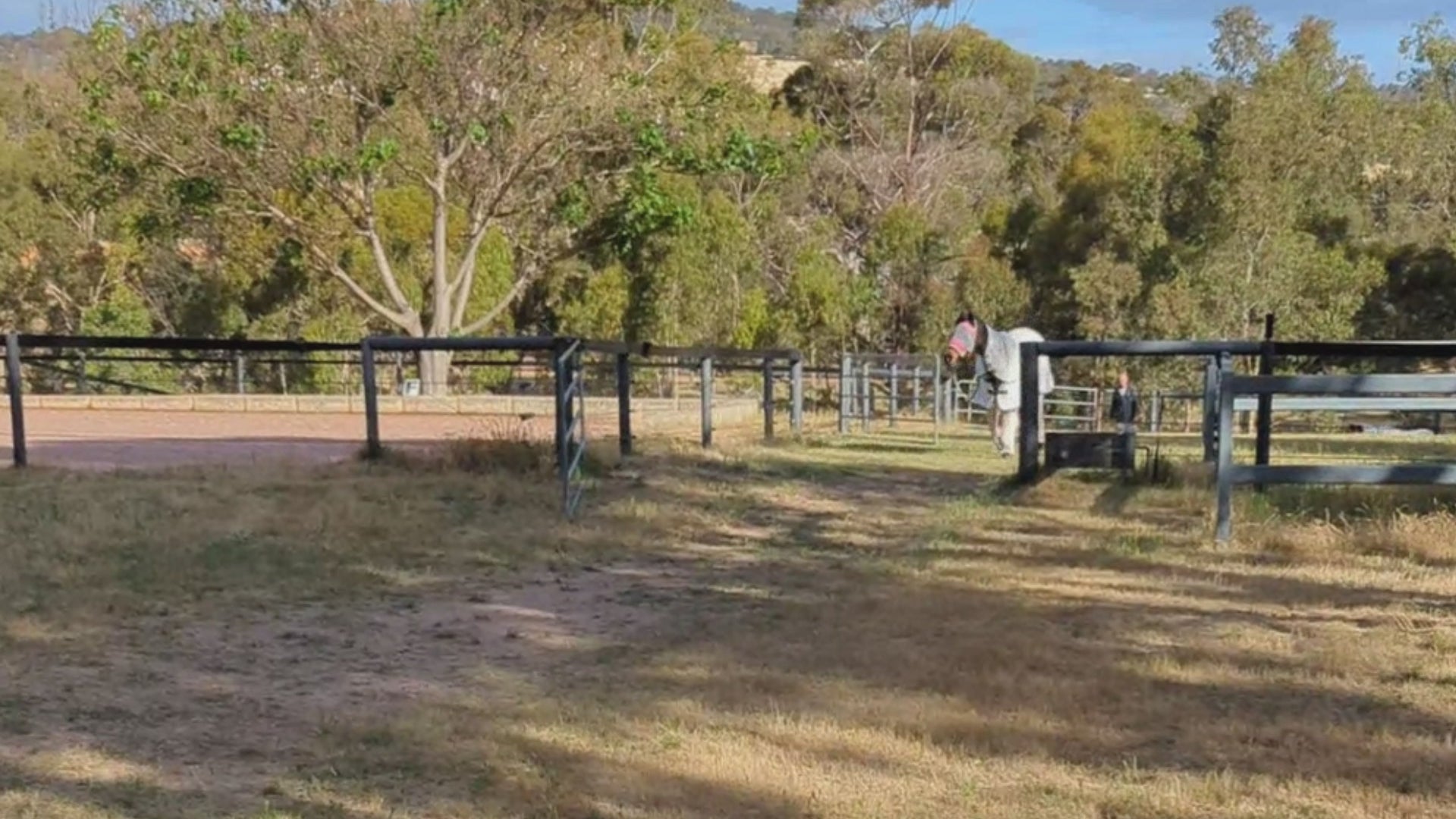 Load video: Cantering in CanterPants